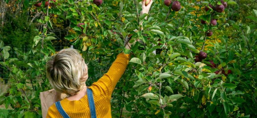 В Госдуме разрешили россиянам срывать яблоки с соседских деревьев