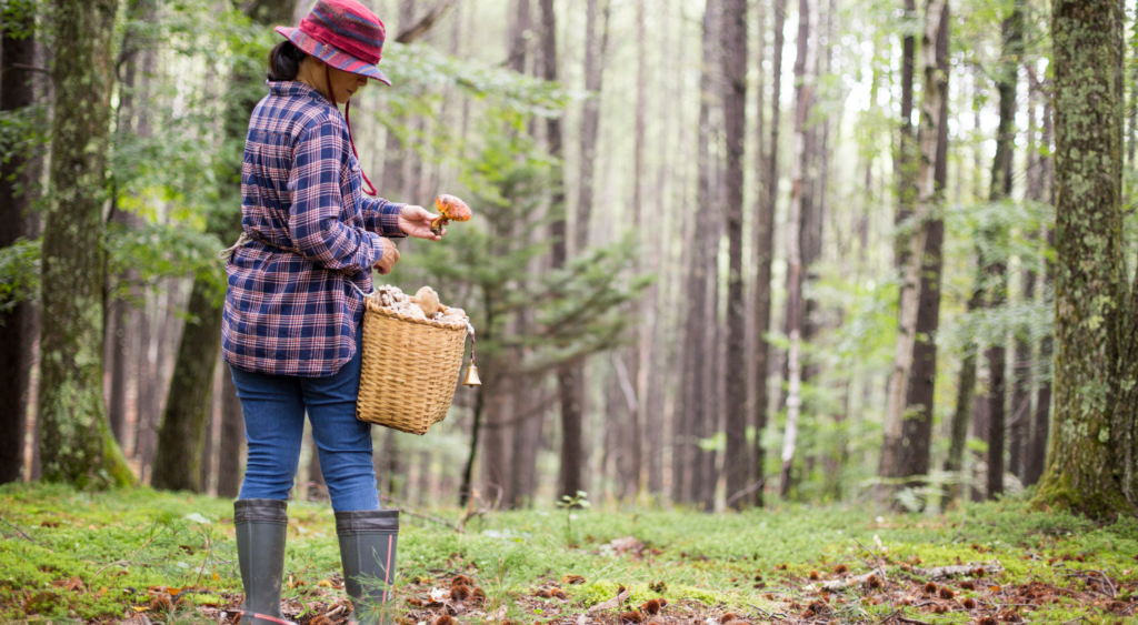 Бизнес на грибах: как заработать на сборе и продаже лесных деликатесов
