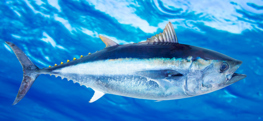 В Токио самый дорогой тунец в этом году был продан за $800 тыс.