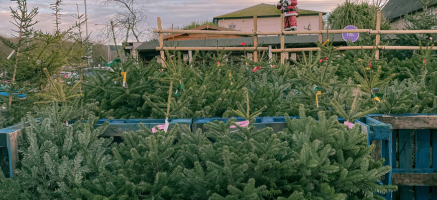 В Россельхозбанке подсчитали оборот рынка новогодних елок