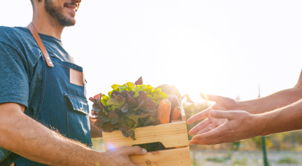Бизнес на овощах: бизнес-план по разведению, выращиванию и продаже овощей