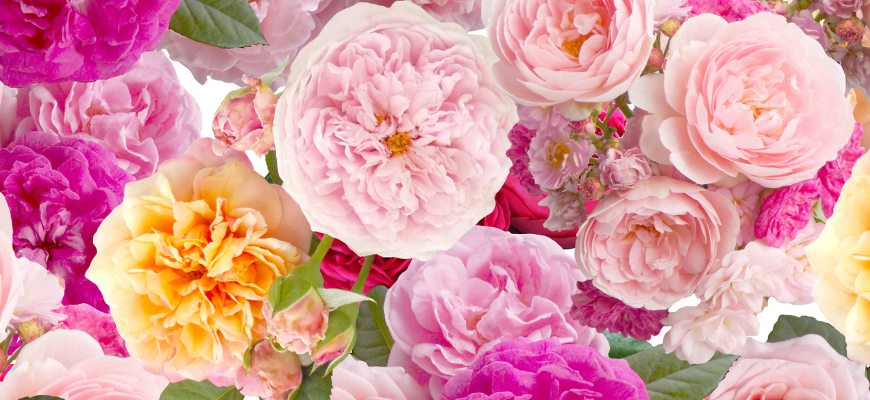 Как открыть свой магазин цветов: 10 советов